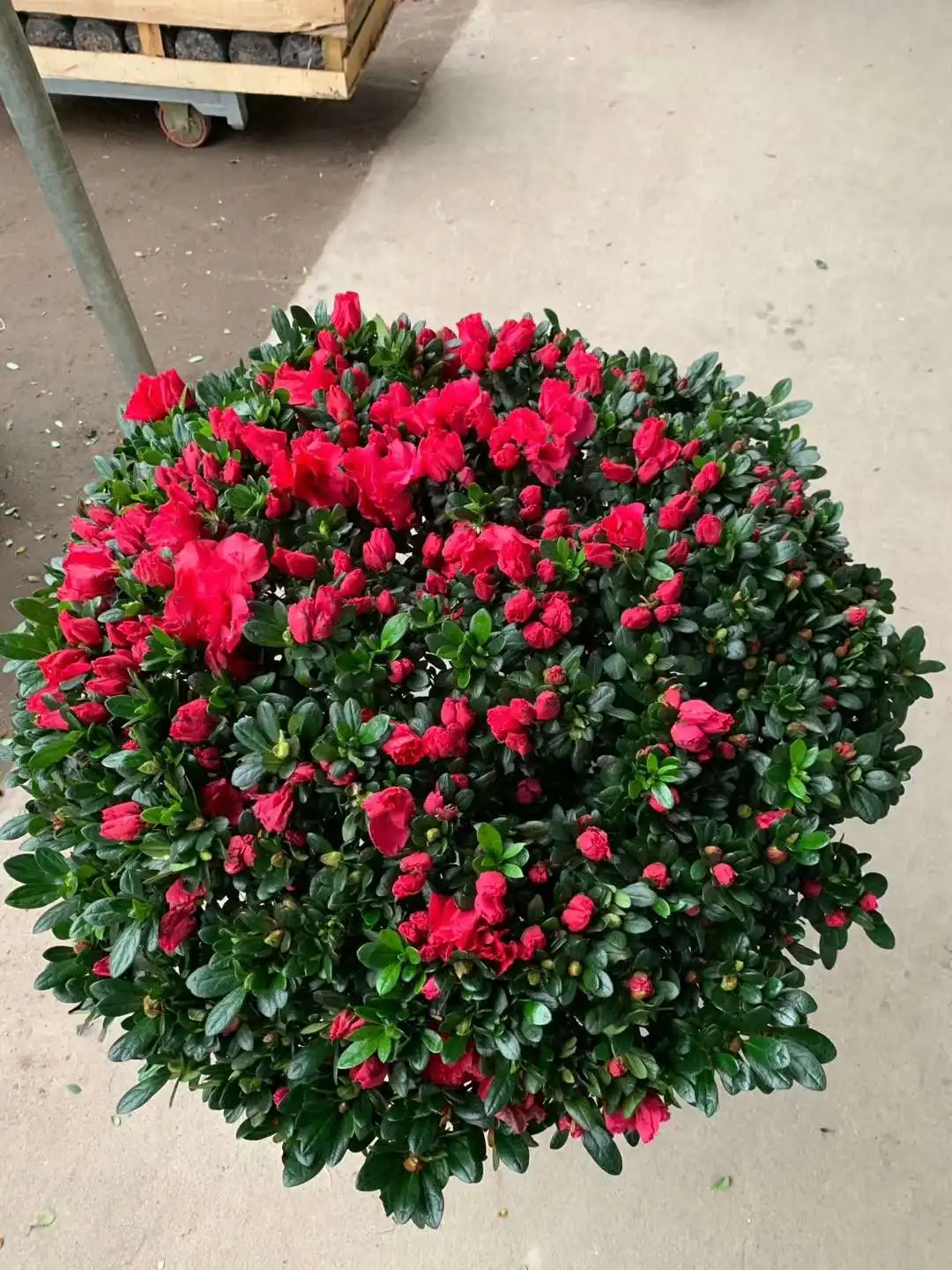 
High germination green plant tree ericaceae seedling azalea sapling 