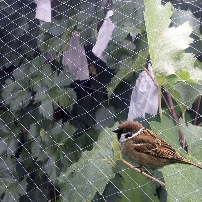 anti bird protect net anti bird nylon net grapes bird netting