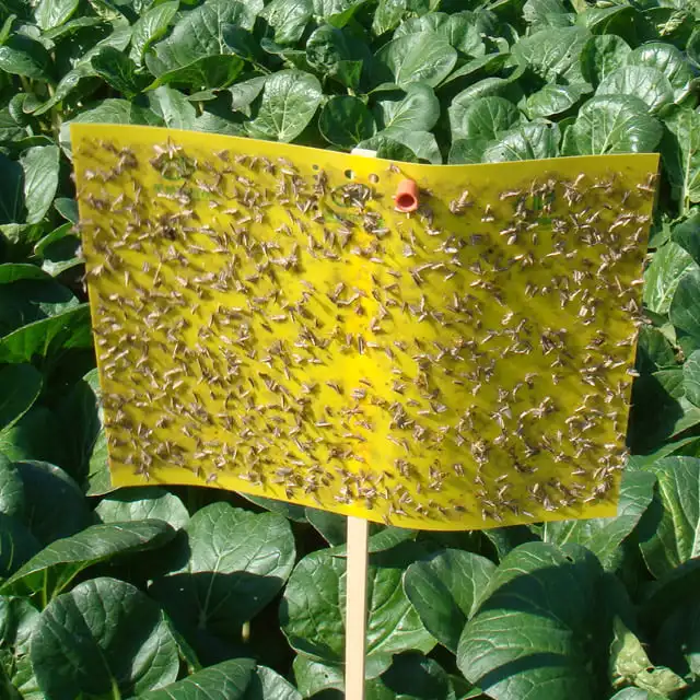 Effective pest glue board insect sticky trap aphids catcher whitefly control leafminer killer