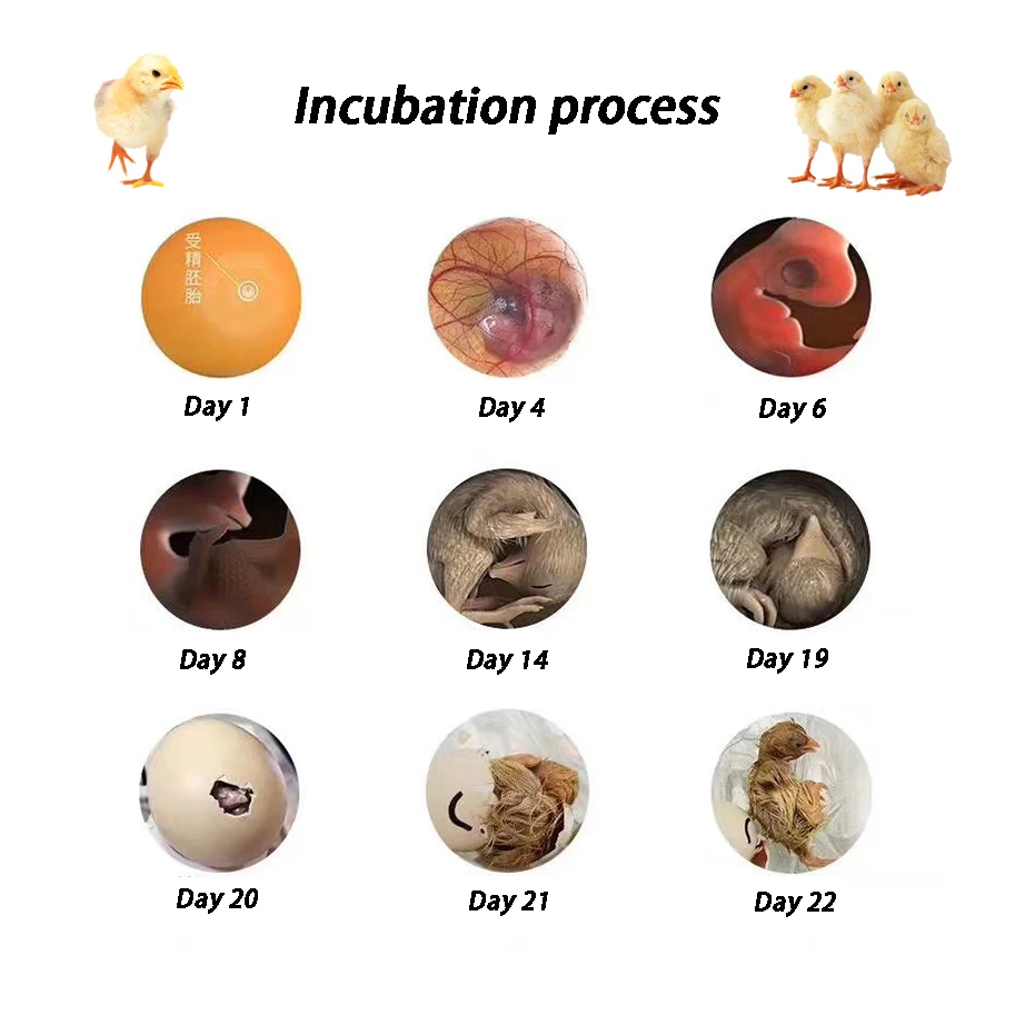 2024 Fully Automatic Egg Hatching Machine Incubator 220V/110V Chicken Duck Goose Bird Egg Incubator
