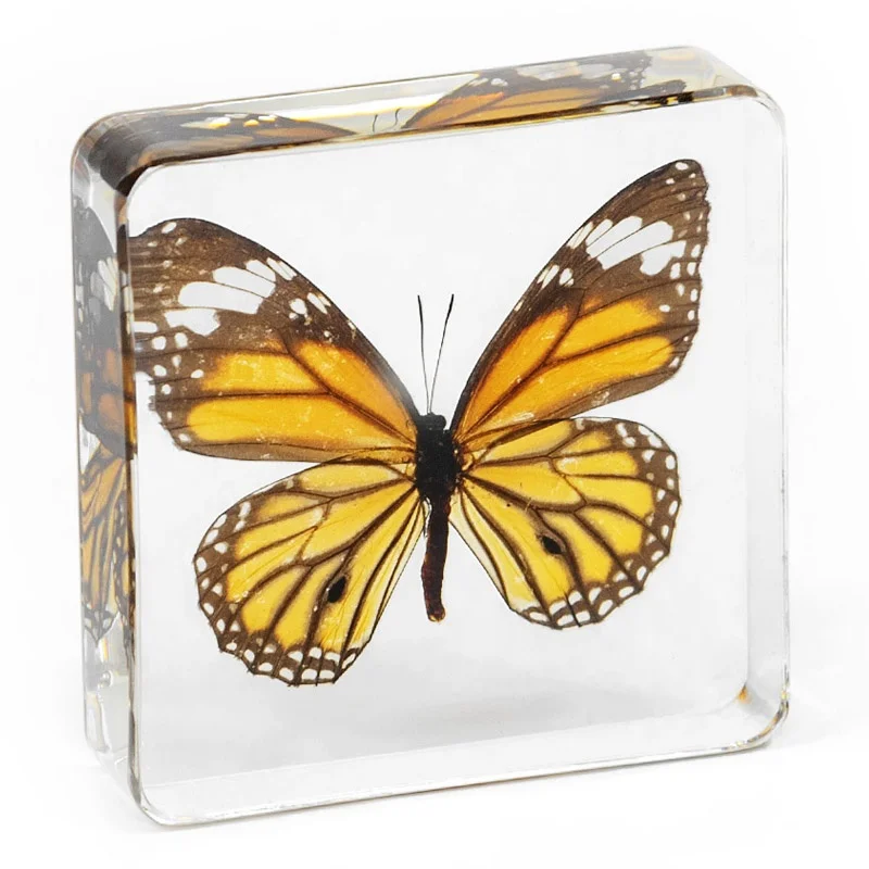 taxidermy butterfly resin cube real insects bug 75*75 mm factory customized clear epoxy acrylic blocks resin crafts ornaments