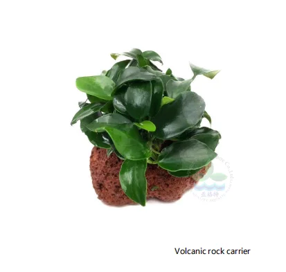 Anubias barter var. Миниатюрные аквариумные растения для украшения цветов аквариумное украшение с маленькой или большой квадратной чашкой