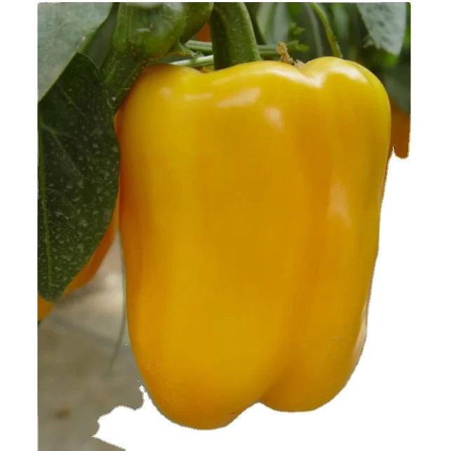 
Colorful Seeds Blocky Hybrid F1 Red Bell Sweet Pepper Seeds for Sale 