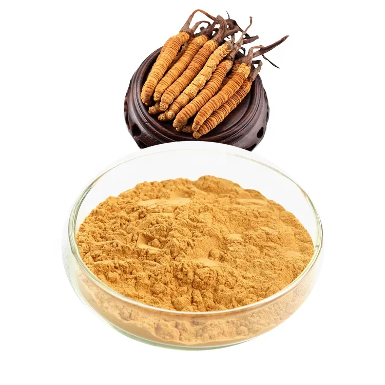 
Yartsa gunbu Powder Cordyceps Militaris Extract Cordyceps Mycelium Extract 