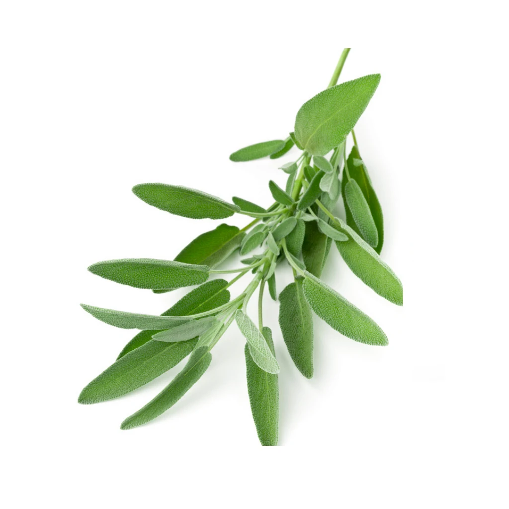 Manufacturer Supply Sage Leaf Extract / Salvia Officinalis Powder/10: 1