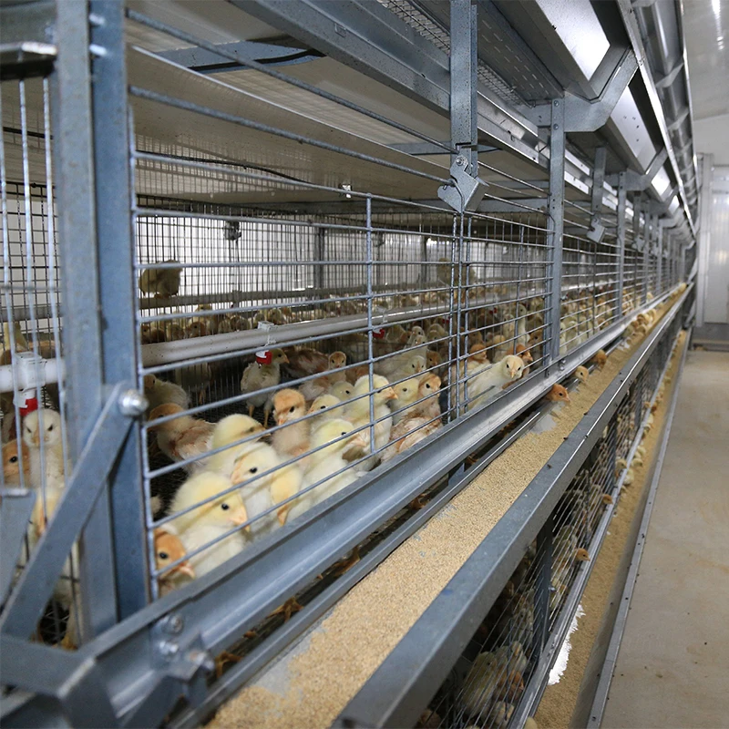 Сборная стальная конструкция современного дизайна куриная ферма строительная птицефабрика бройлера