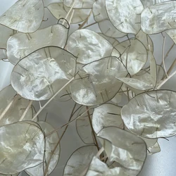 Florist supply dried Lunaria annua & money plant flower  for dry eringium flower art