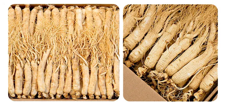 Natural Organic Wild Panax Ginseng Root Dried Red Korean Ginseng Extract Whole Ginseng Root