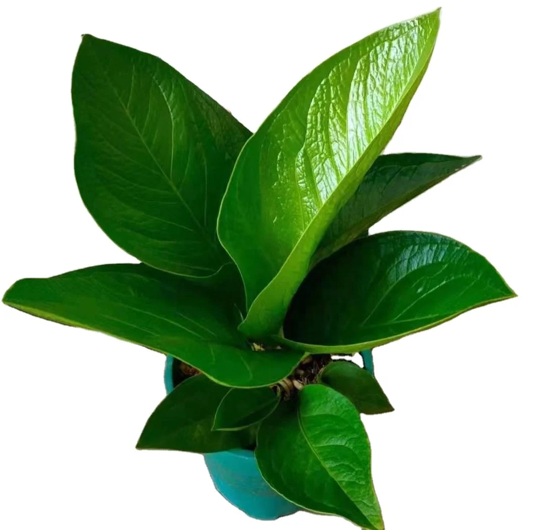 High quality hotsale Anthurium birdnest cardboard ornamental live foliage woody plants real indoor bonsai