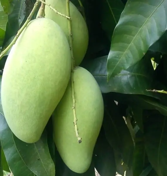 
Green Keo Mango Fresh and Sweet Tropical Fruit in Vietnam distributors WIT VN 