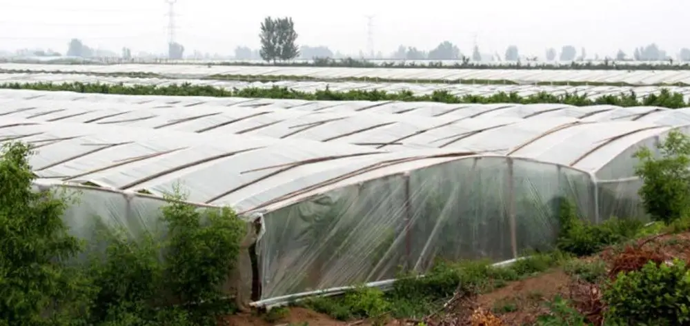 
Organic Fresh Dates Ziziphus Jujube Mill supplied to supermarket 