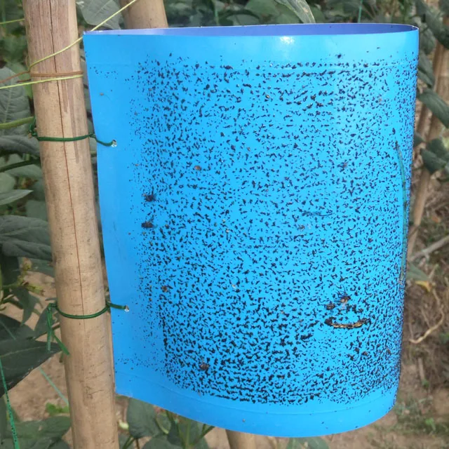 
Effective western flower thrips control feromon lure 