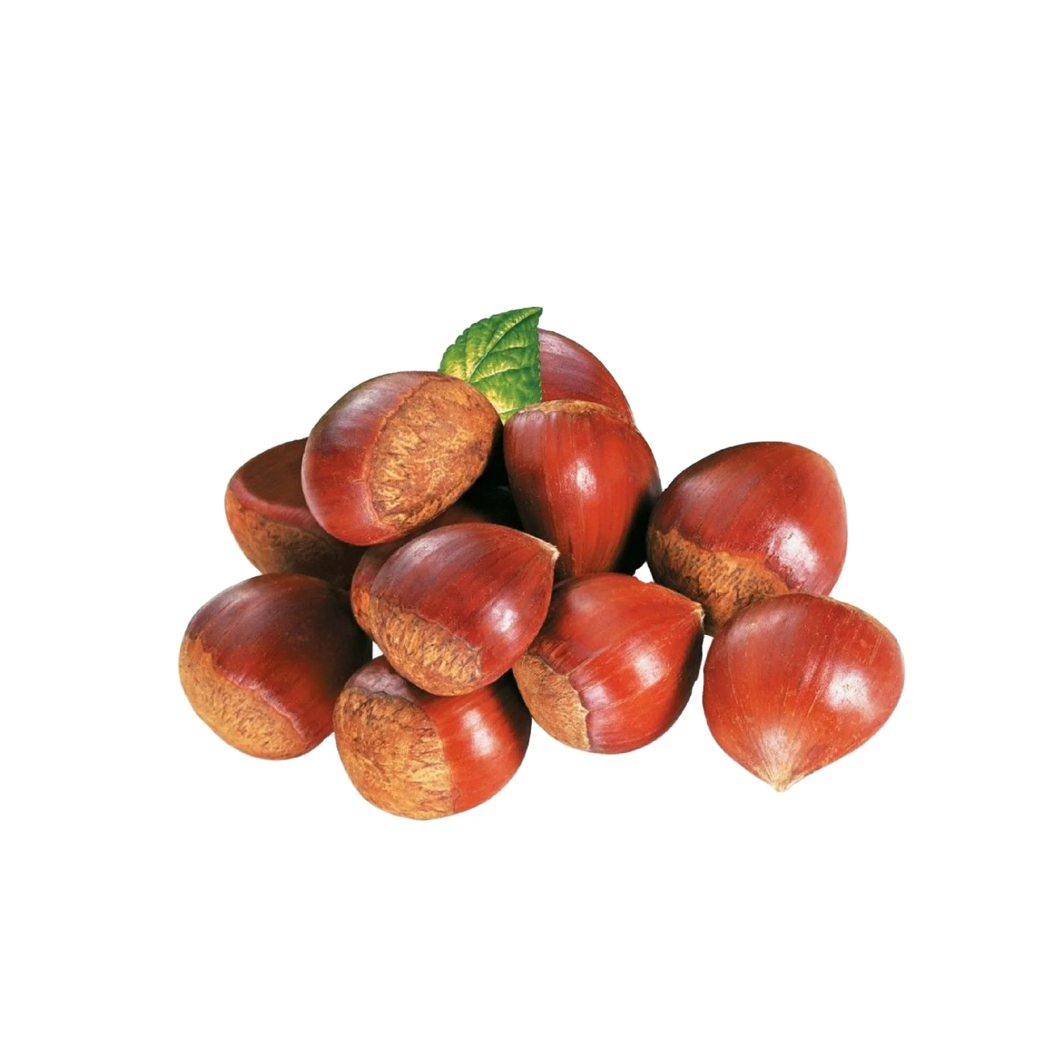 Новый сезон Урожай Органические свежие каштановые кастаньи семена crenata OEM упаковка