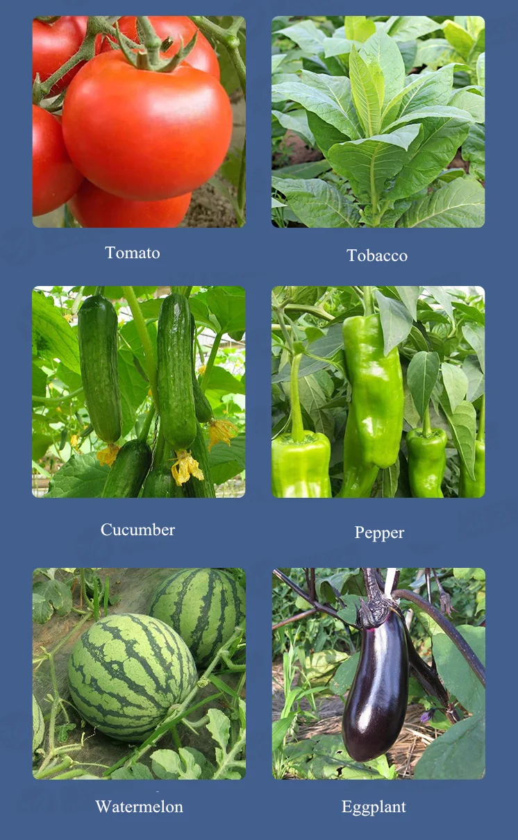 Tomato Cucumber Vegetable Virus Disease Fungicide Moroxydine Hydrochloride 80% WP
