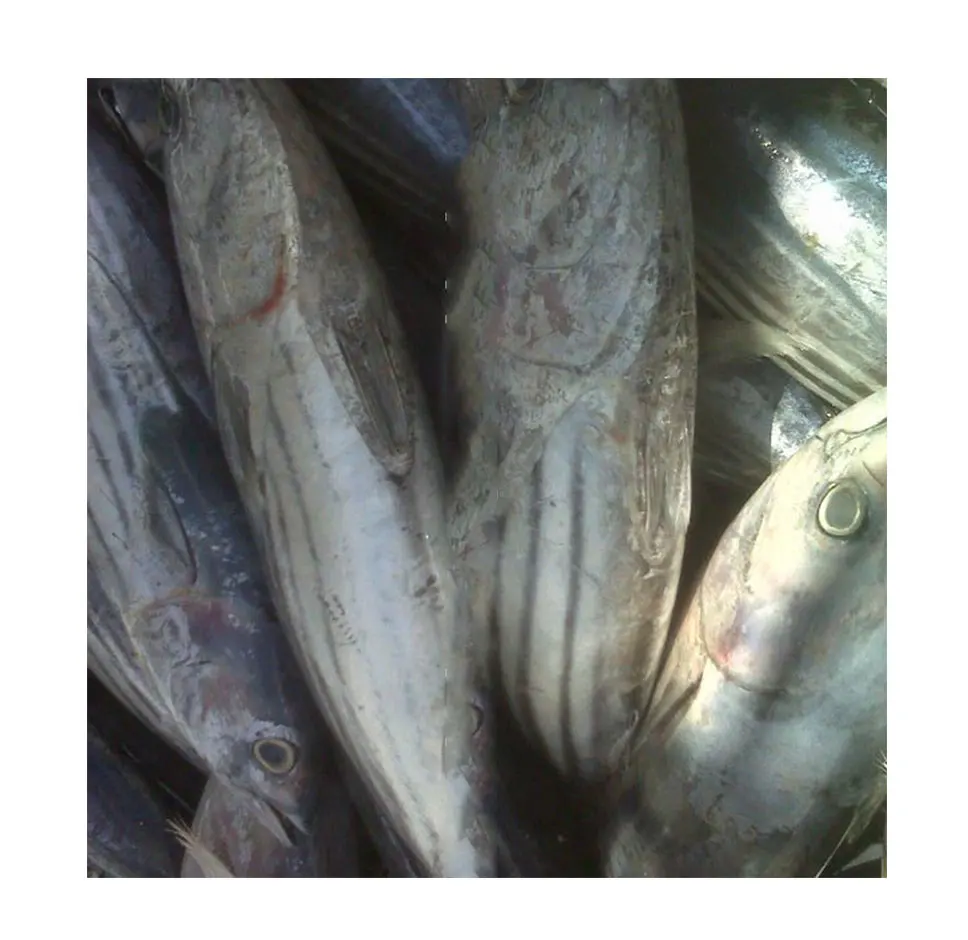 
frozen skipjack tuna 