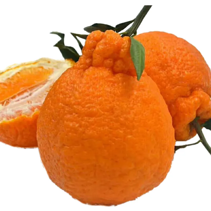 New Fresh Delicious Golden Yellow Sweet Ugly Orange