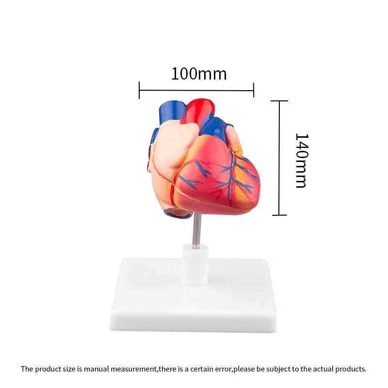 Life Size Anatomical Human Heart Medical Model