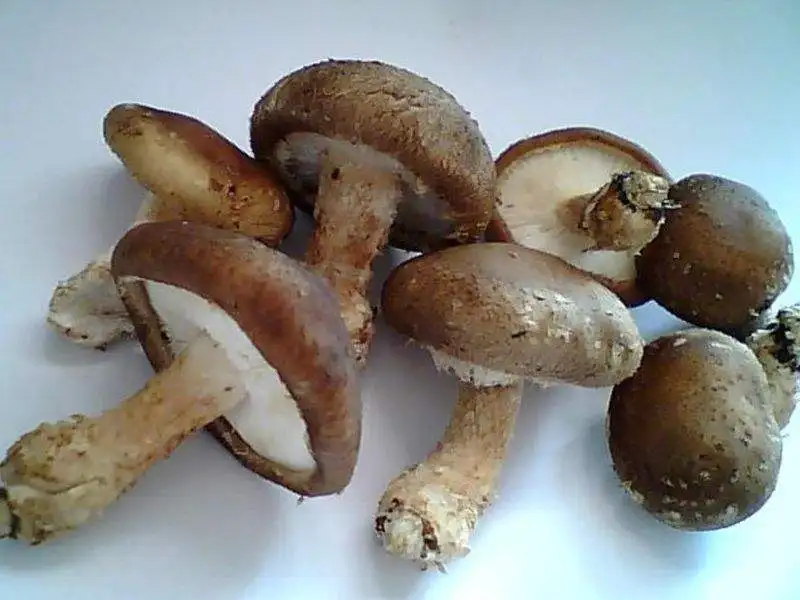 2840g high quality canned mushroom pieces and stems for sale
