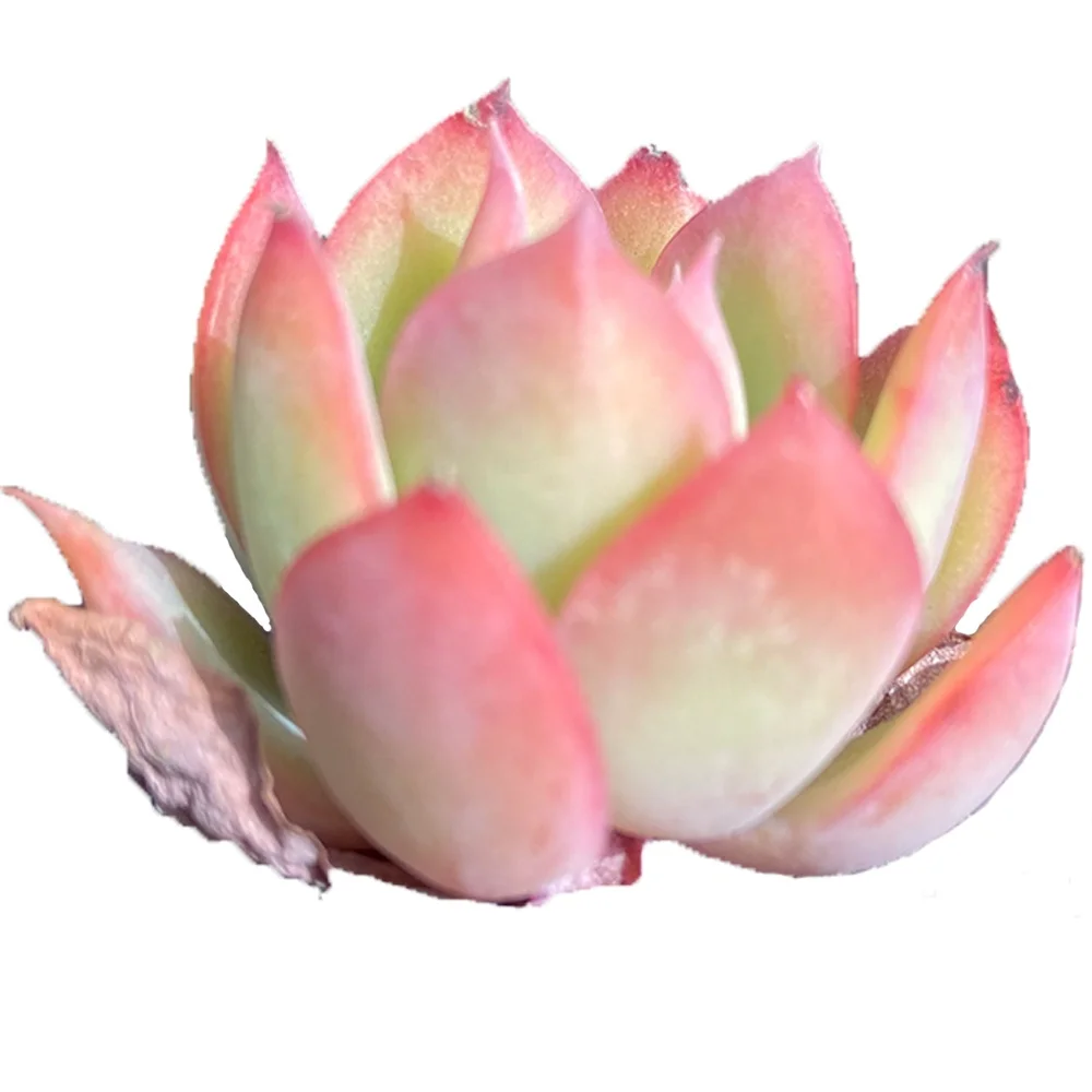 Hot Sale At Low Prices About 4 cmWhite yellowLiving Plants Garden Pots Planters Succulent Plant for Indoor Outdoor Bonsai Plants