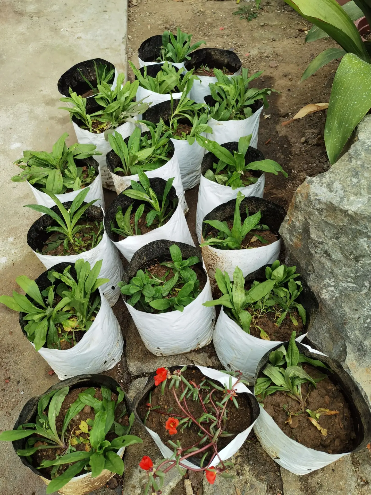 1 2 3 5 7 10 gallon UV resistant PE planters Grow bags Planting bags