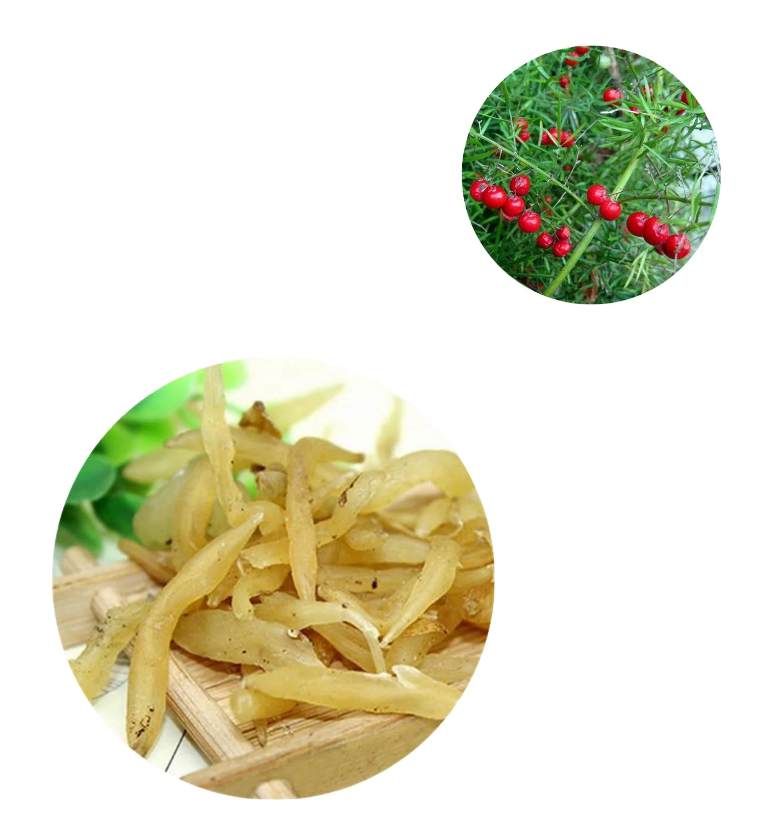 Functional Proportional Herbal Spartacus Asparagus Shatavari Extract Powder