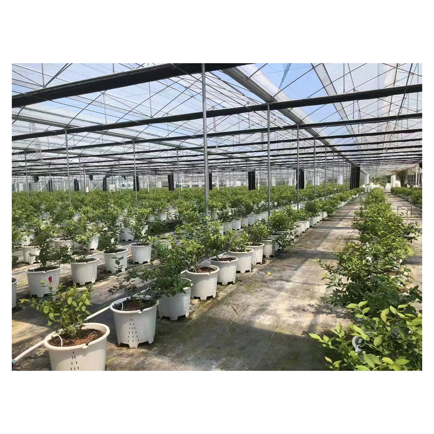 hydroponic kit  blueberry pot commercial greenhouse