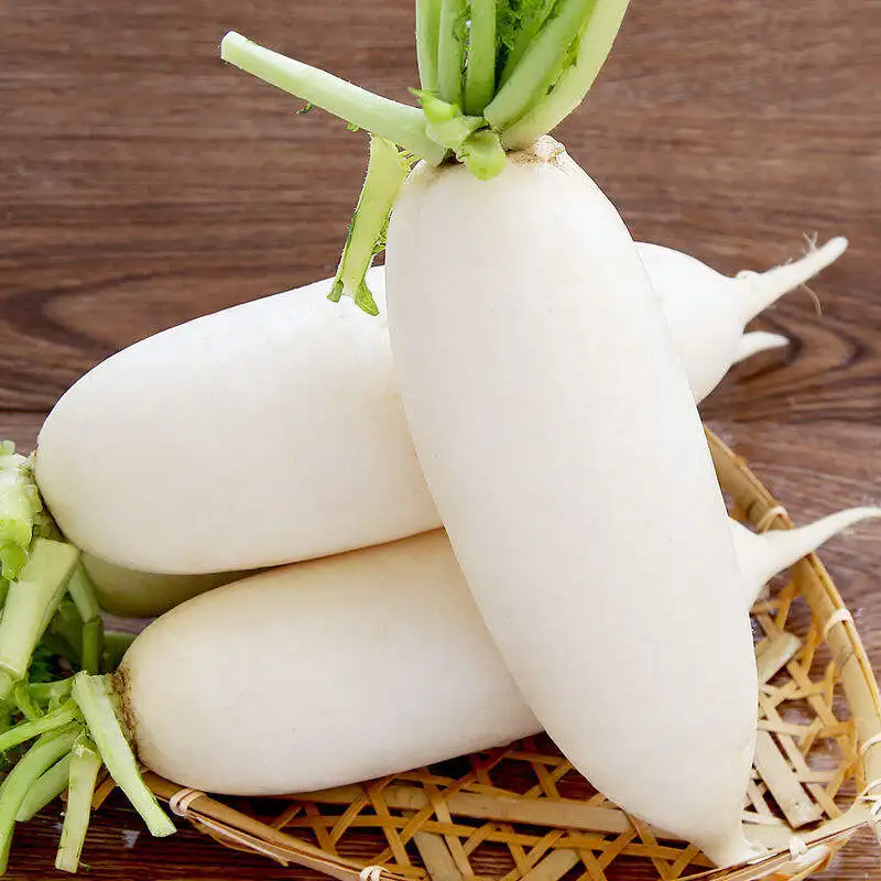 Wholesale white fresh radish market price white radish export from China radish