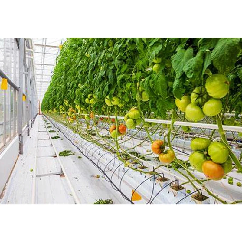 Hydroponic Growing Systems Greenhouse for Tomato