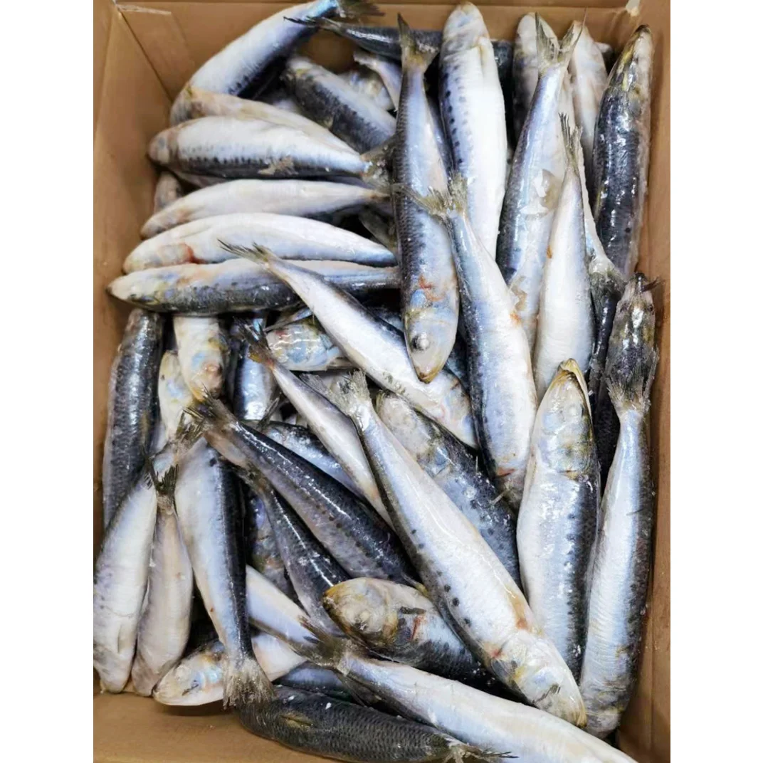 Best selling IQF packing frozen sardine fish