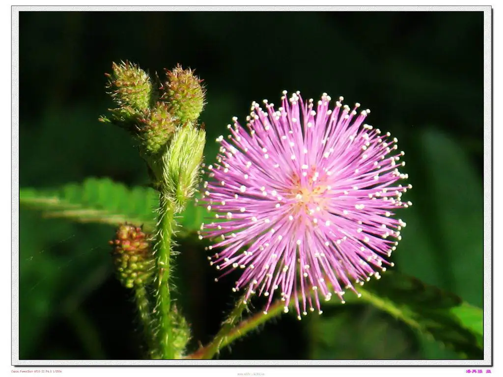 Best price mimosa root extract powder mimosa bark extract powder mimosa extract