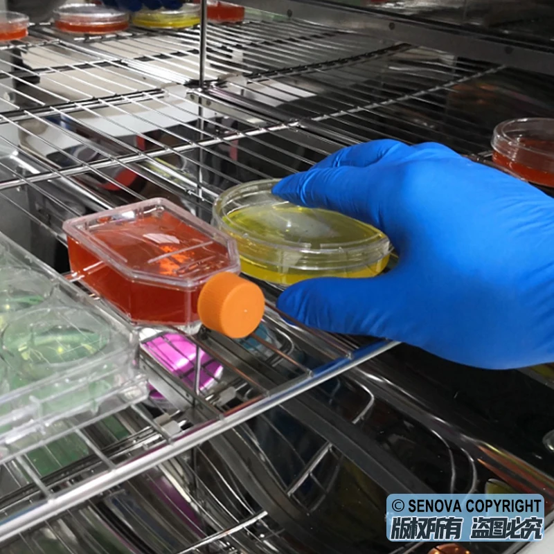 Refrigerated Cooled Thermostatic Biochemistry BOD Cooling Incubator for Lab