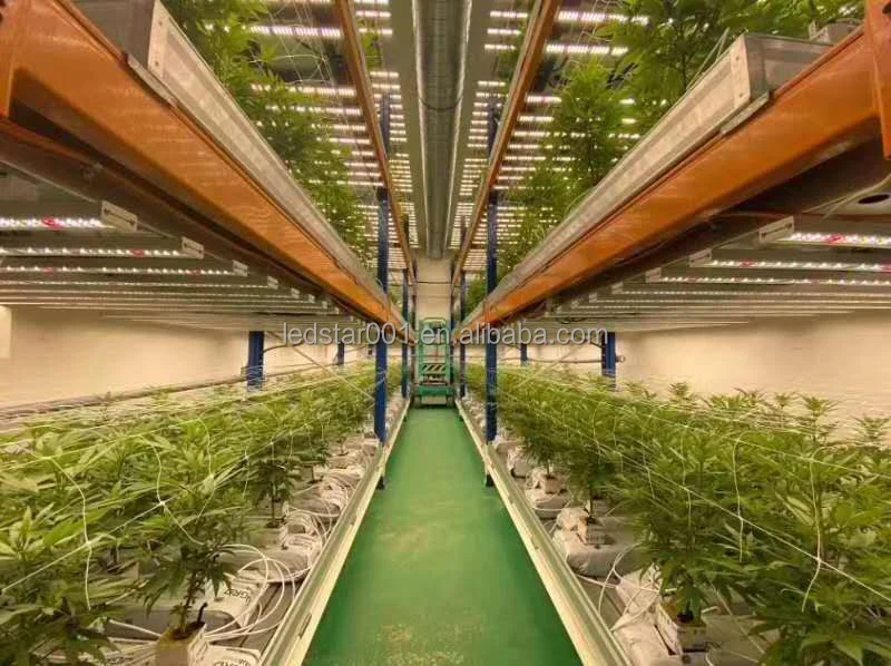 horticultureledchip01