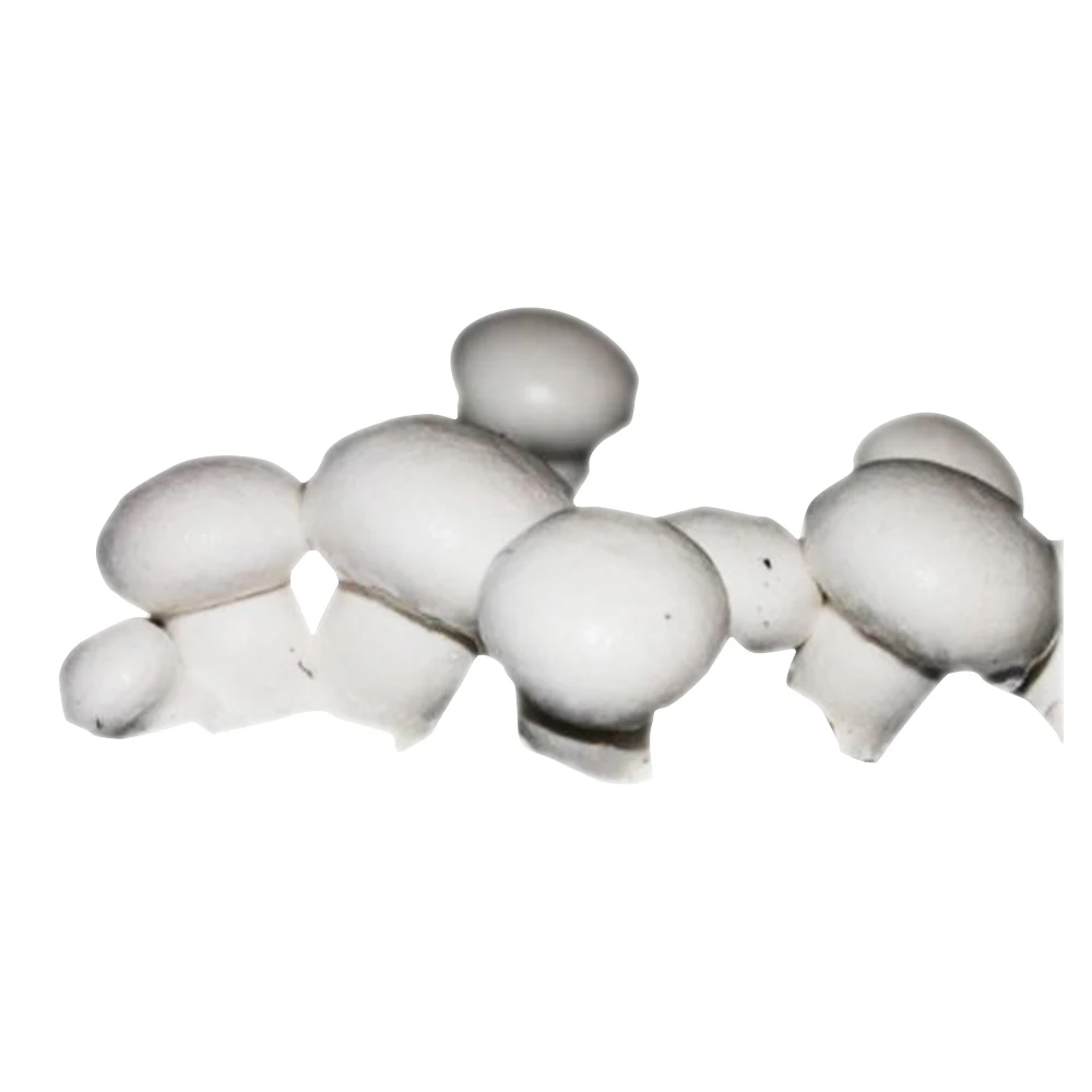 
Hot Sale Low Price High Quality button Mushroom Agaricus Bisporus Mushroom Spawn 