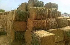 Fresh Dried Wheat Straw Hay For Wholesale price to South Korea/Chopped Wheat Straw Bales in Standard Packaging from Pakistan