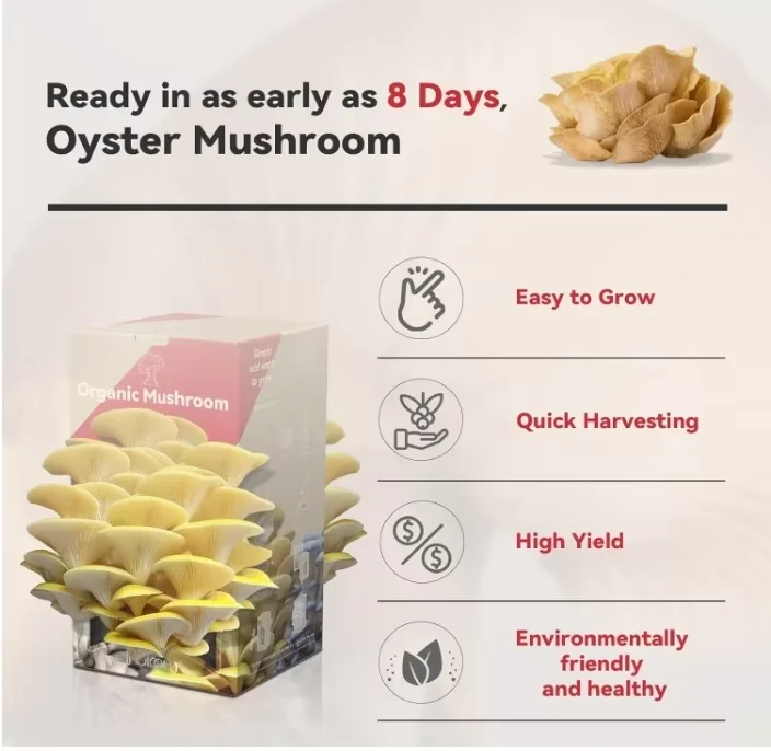 Organic Golden Oyster Mushroom Growing Kit with Spray, Harvest Fresh Mushrooms at Home