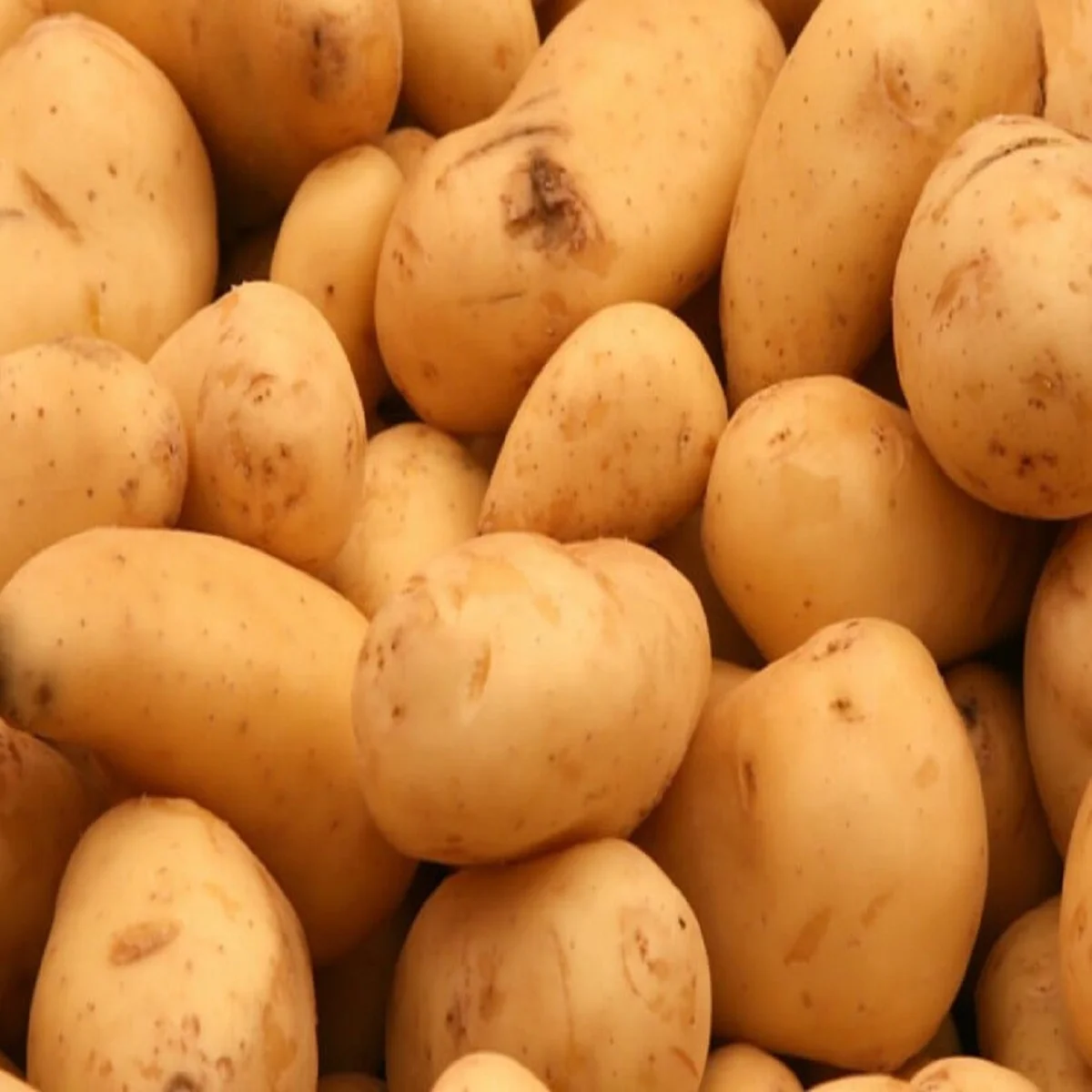 
Fresh Potato in Wholesale rate 