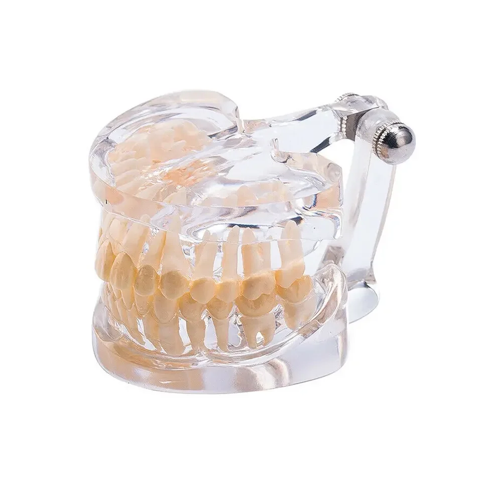 Цена по прейскуранту завода-изготовителя зубная образовательная стандартная модель зубов взрослых для продажи