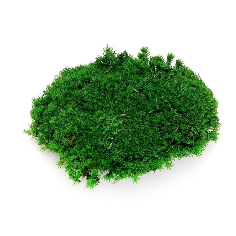 2023 Wholesale Preserved  Moss For Moss Wall Art Decoration