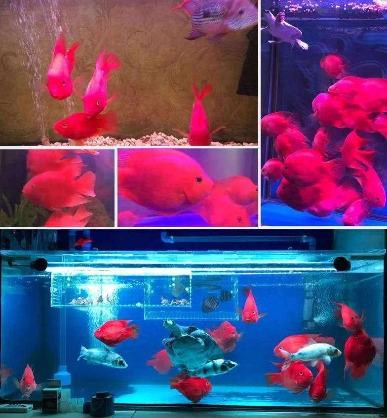  SUNSUN Blood Parrot Fish Food Red Feed RichGoldfish Tropical Small