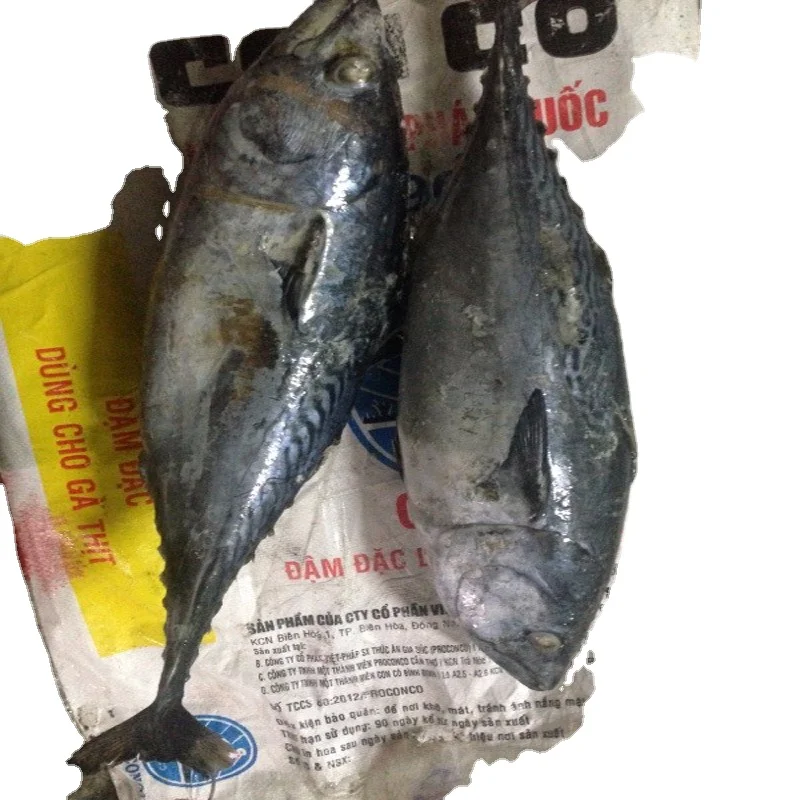 wholesale big size seafood fish 200-250g frozen pacific mackerel raw material block in stock