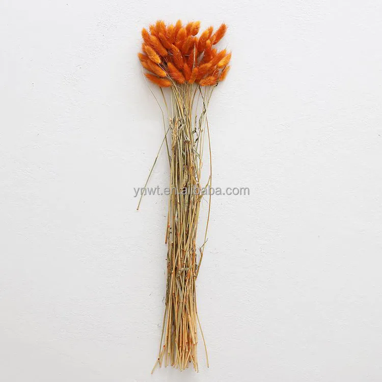 Hot sales home decorative dried pampas grass stems bunny tails dried flowers