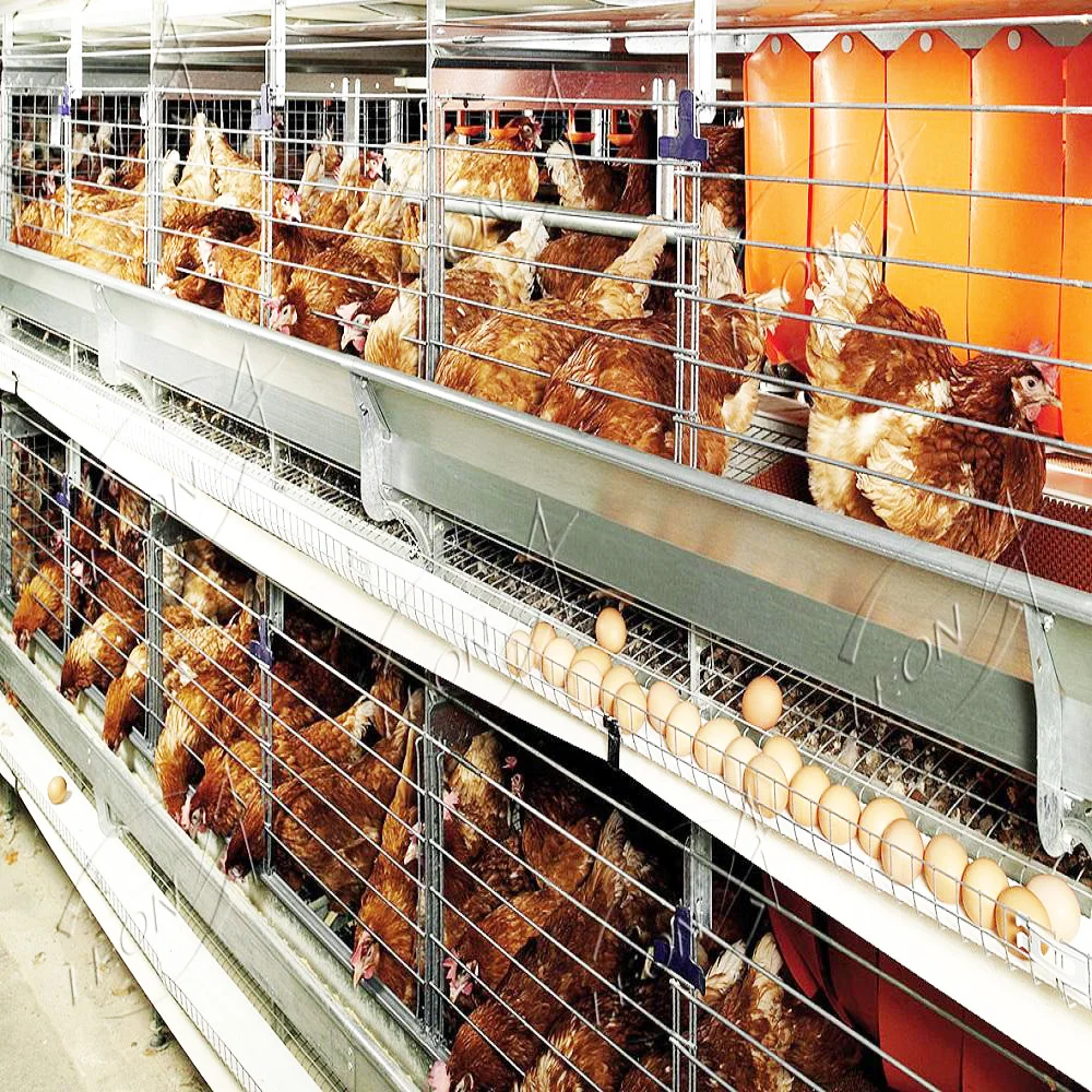 High Quality H Type Layer Birds Cages for Big Chicken Made in China