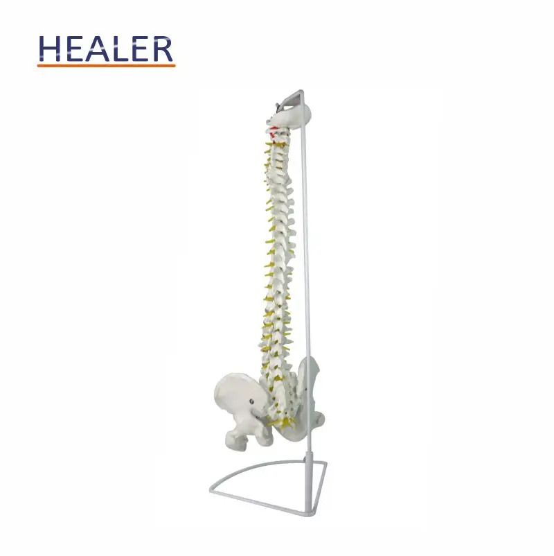 45 cm Vertebrate Model with neuro,human spine model,teaching model