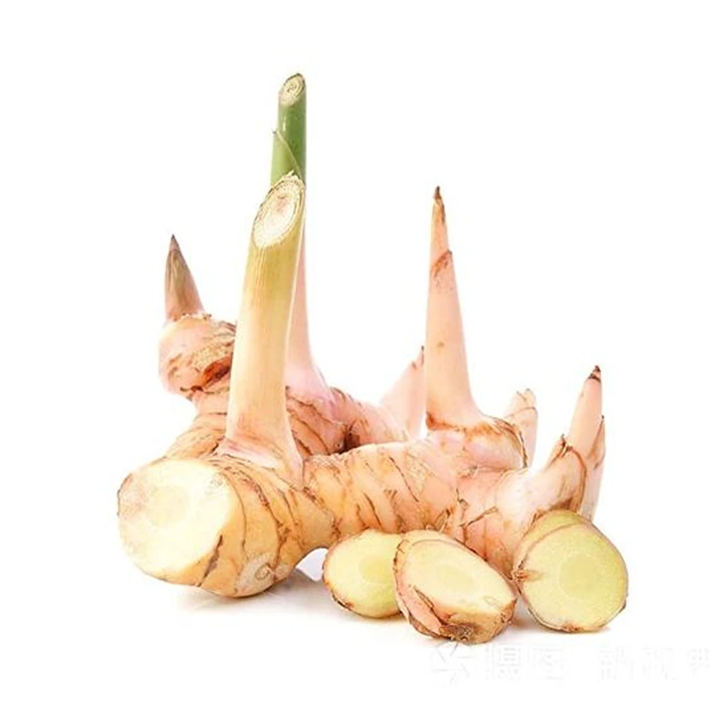 Lesser Galangal With High Quality and Stable Quantity ISO/HACCP/GLOBAL GAP Viet Nam Manufacturer +84962246940 (Whatsapp/Viber)