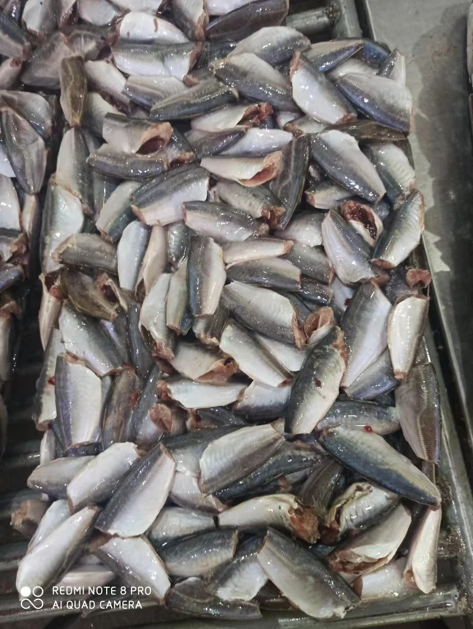 HGT Horse mackerel fish Chinese seafood head off tail off round scad 7-9cm 9-11cm frozen fish basa fish