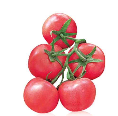 Розовый цвет жара Torelant красный Томатный Семена