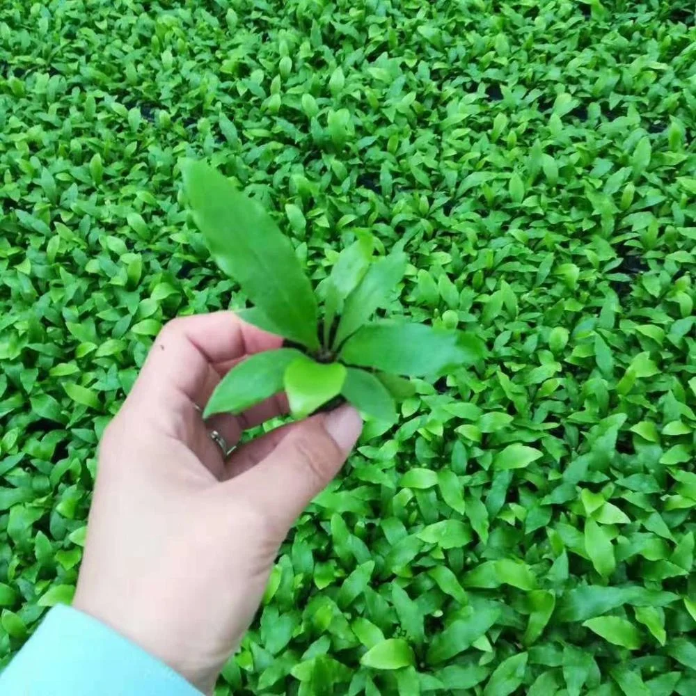 Tissue culture seedlings Sparrow leaf fern  green plant seedling