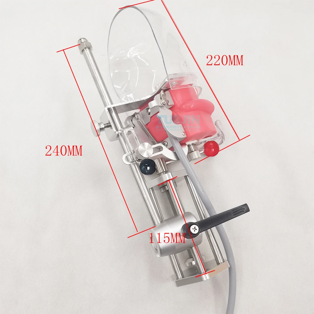 Simple Head Model Dental Simulator Phantom Manikin With Teeth For Dentist Teaching Practice Training Heads Study Dentistry