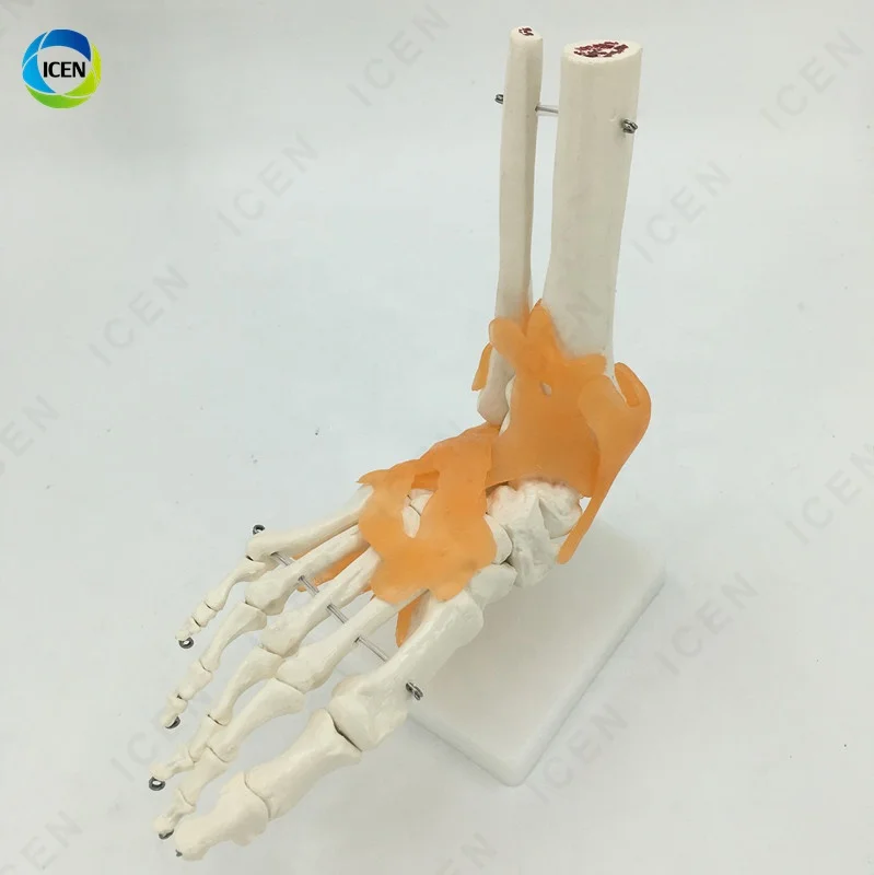 IN-M12 Flexible Foot Bone Model Ankle Joint Bones Of Foot Skeleton Anatomy Medical Teaching Tool