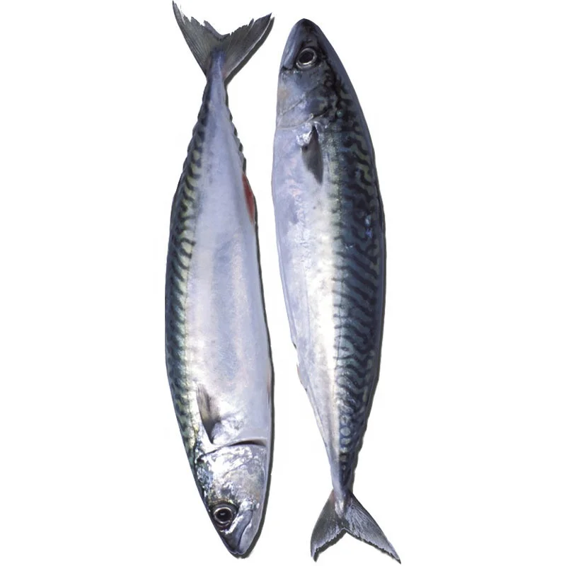 
Mackerel fish Pacific mackerel canned IQF 